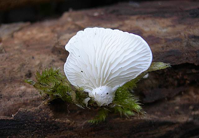 I  Funghi  dopo  l''Uragano